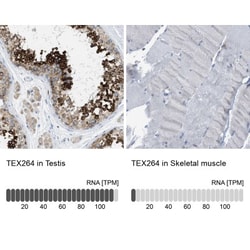 Testis expressed 264 Antibody, Novus Biologicals 25 &mu;L; Unlabeled:Antibodies,